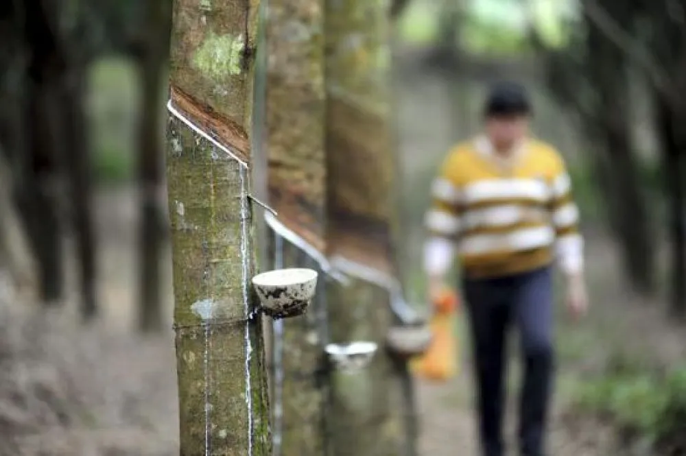 1733301006478038409.jpg 1733301006478038409.jpg